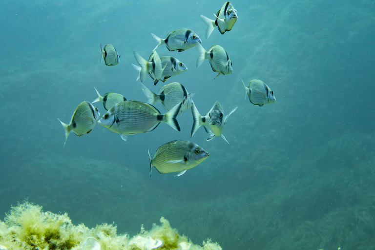 Mallorca: duiken zonder brevet met een duikinstructeur vanaf de boot - Cap de FormentorProbeer Scuba - Proefduiken