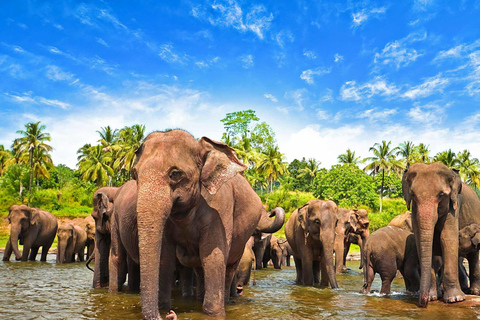 Au départ d'Udawalawe :- Safari d'une journée dans le parc national