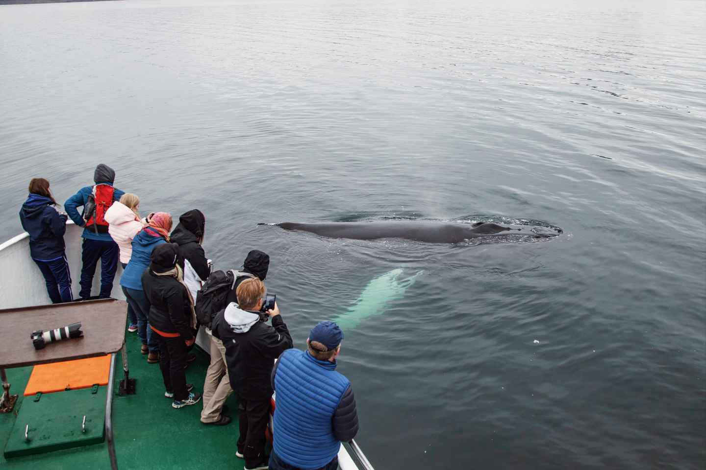 Hólmavík: Whale Watching Tour