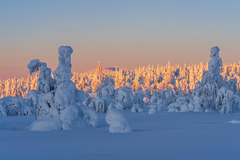 Rovaniemi : Randonnée guidée de Riisitunturi avec photographie