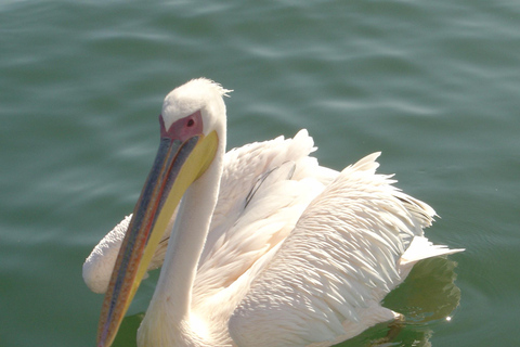 Walvis Bay: Catamaran Cruise and Sandwich Harbour Tour