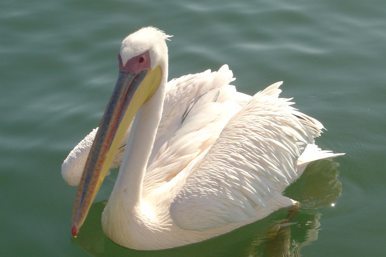 Walvis Bay: Catamaran Cruise and Sandwich Harbour Tour