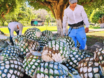Tour della tequila Finca 18 con abbinamento al cioccolato + luogo per il servizio di prelievo