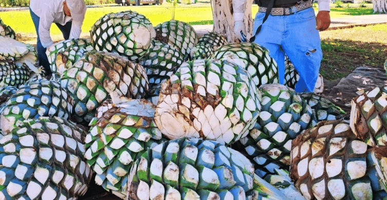 Finca 18 tequila distillery tour with chocolate pairing