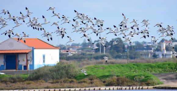 Lisbon: Samouco Salt Pans Entry Ticket & Nature Visit