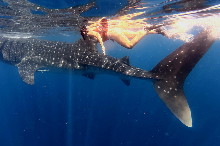 Protected natural reserve: Whale Shark Aqua Safari