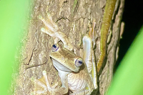 Manuel Antonio: Nachttour mit einem naturkundlichen Führer.Nachttour mit einem naturkundlichen Führer (inklusive Transport)