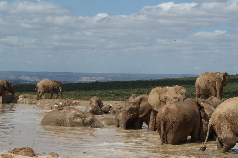 Addo Elephant National Park: Half-Day Safari with Guide