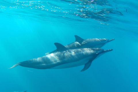 Flic en Flac: Private Sunrise Dolphin Watching Boat Tour