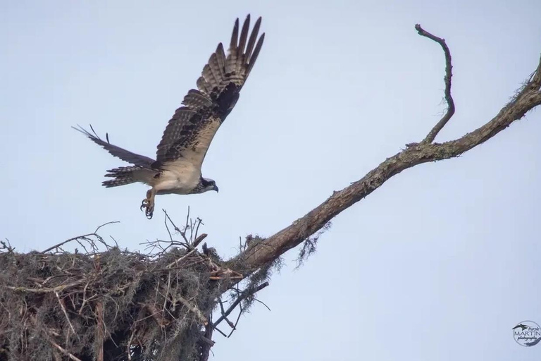 New Orleans: Signature Swamp Eco Tour with Local Guide Signature Swamp Private Eco Tour with Transportation
