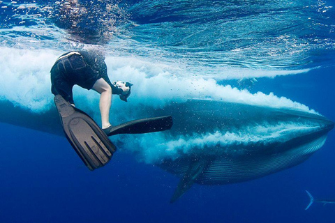 Mirissa: Dolphin Swim Blue Whale Snorkelling | All-Inclusive Mirissa: Scuba Diving & Turtle Snorkelling Experience