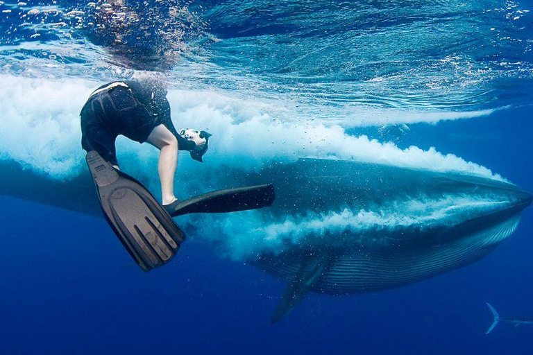 Mirissa: Dolphin Swim Blue Whale Snorkelling | All-Inclusive Mirissa: Scuba Diving & Turtle Snorkelling Experience