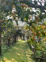 Sorrento, visite du jardin au citron avec dégustation de marmelade - Housity