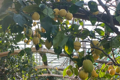 Sorrente : visite d'un jardin de citrons et dégustation de confitures