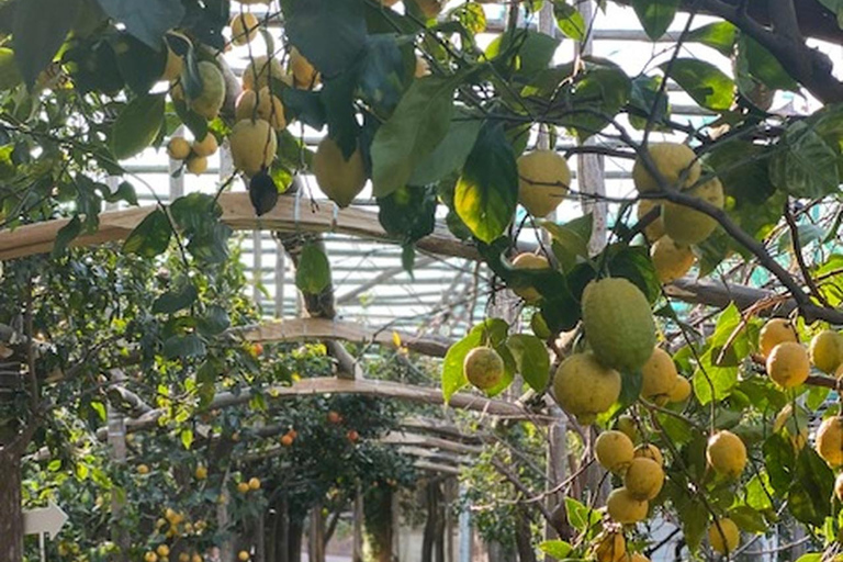 Sorrente : visite d'un jardin de citrons et dégustation de confitures