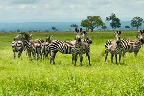 SAFARI WILDLIFE FROM ZANZIBAR TO MIKUMI 3 DAYS 2 NIGTHS