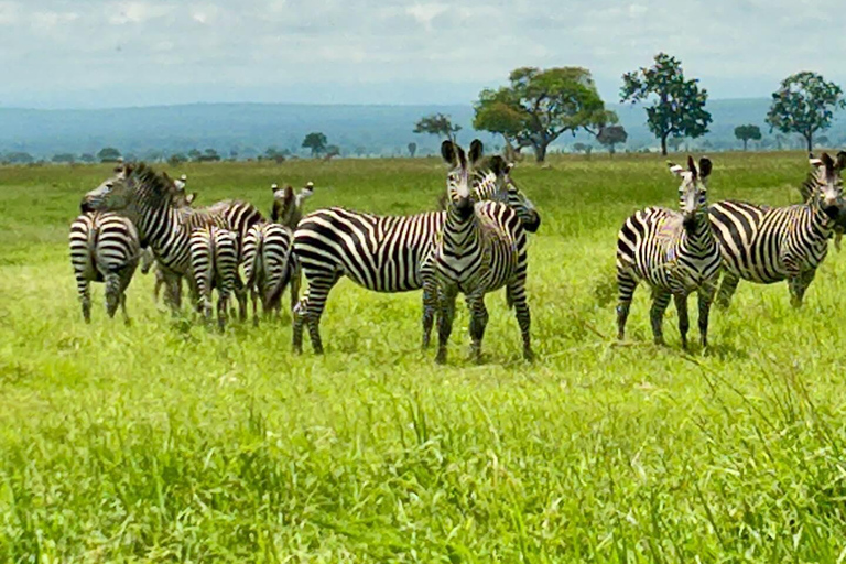 SAFARI WILDLIFE FROM ZANZIBAR TO MIKUMI 3 DAYS 2 NIGTHS