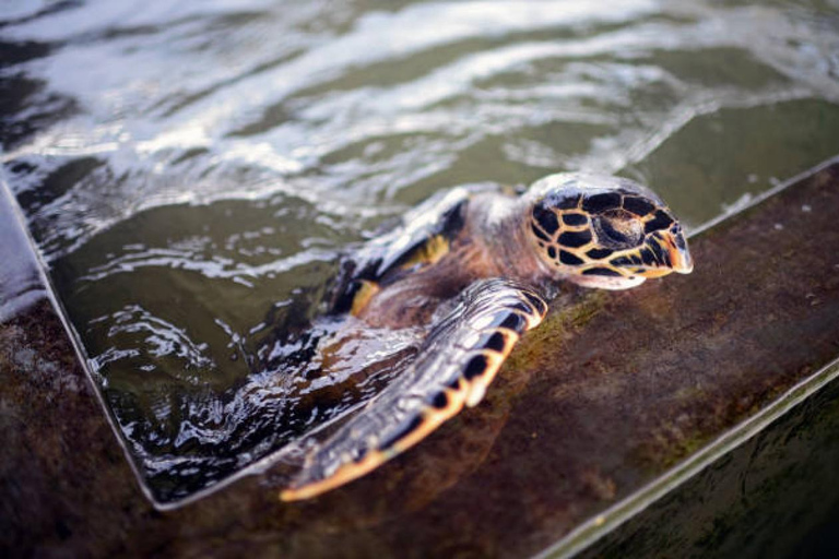 Passeio de um dia por Galle a partir de Colombo, Bentota ou Kalutara