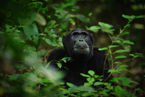 3 dagars schimpanssafari till Kibale nationalpark