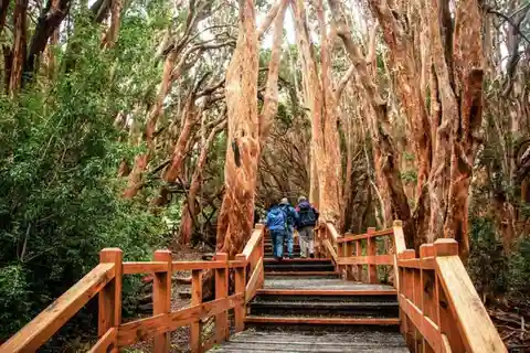 Bariloche: Floresta de Arrayanes e Tour à Ilha Victoria