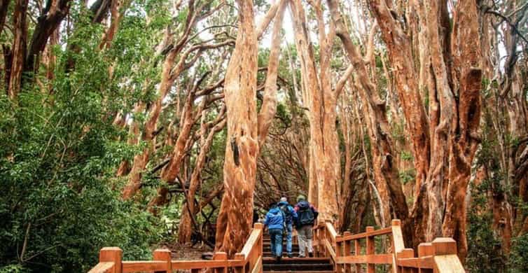 Forêt d'Arrayanes et île Victoria en bateau