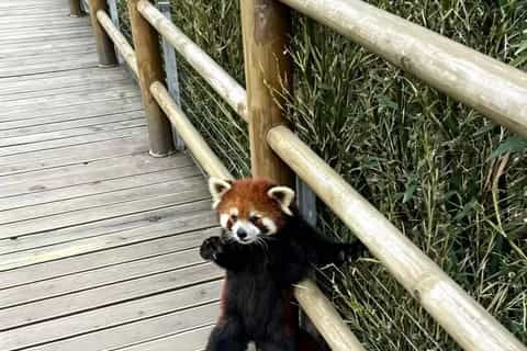 Dujiangyan Panda Center Tickets & Activities