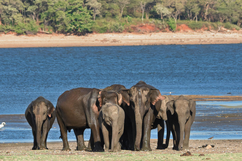 Polonnaruwa Ancient City & Safari Tour