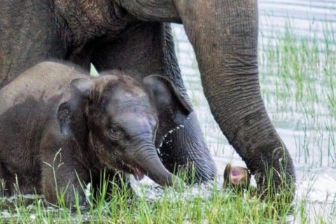 Safari in jeep con gli elefanti nel Parco Nazionale di Minneriya