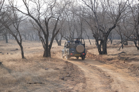 Jaipur: Jhalana Leopard Park Open Jeep Safari with Guide