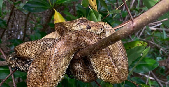 Quepos: Damas Island Mangrove Boat or Kayak Tour