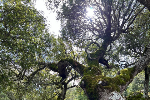 Kreta: Sarakina-Schlucht, Wälder und Südküsten-Safari
