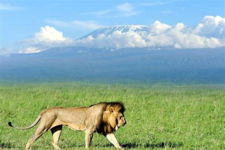 Nairobi: Amboseli National Park Day Tour with Lunch Amboseli National Park Day Trip with lunch private tour.