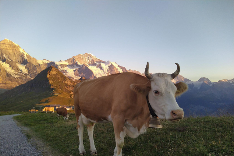 Männlichen : dégustation de fromages et de chocolats au sommet de la montagneMännlichen : Dégustation de fromages et de chocolats au sommet de la montagne
