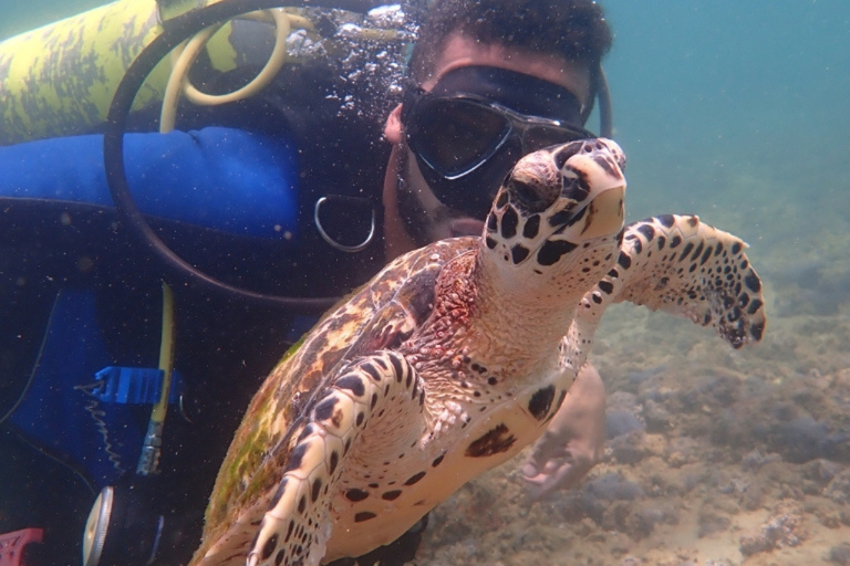Dive in Corals at Porto da Barra Beach in Salvador-Bahia Beach diving in Corais