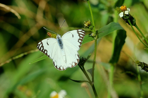 From Nairobi: Ondiri Wetland Guided Walking Tour