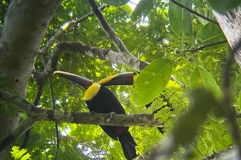 Visite du parc national de Carara (billet inclus)