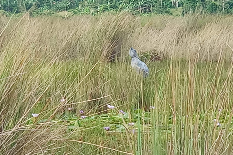 From Kampala: Mabamba Swamp Birding Half-Day Tour From Kampala: Mabamba Swamp Birding Day Tour