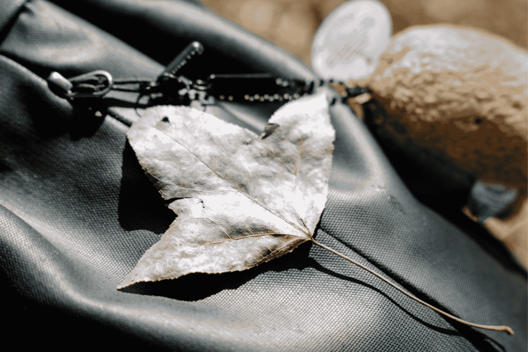 Hong Kong Eco-tourism: Guided Forest Bathing Experience Private Forest Therapy Session