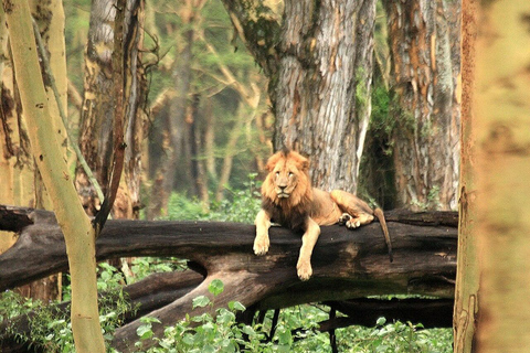 Day Trip To Lake Nakuru -See Flamingoes, Rhinos, Lions