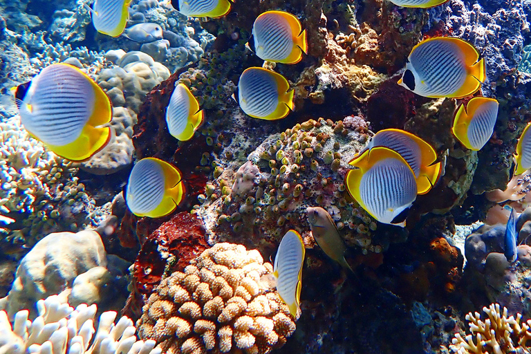 Pemuteran Bali: Menjangan Island Snorkeling Trip with Lunch