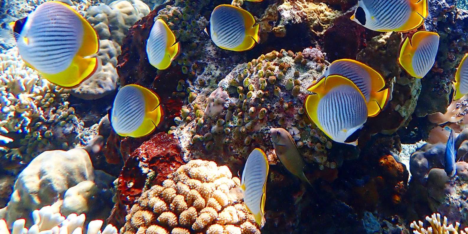 Pemuteran Bali: Menjangan Island Snorkeling Trip with Lunch