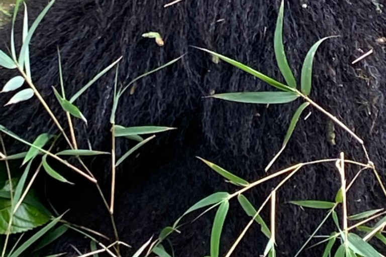 Rwanda 2-day Gorilla Trekking & Dian Fossey Tomb Visit