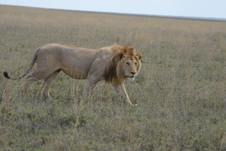 Arusha : 7 jours de safari au Serengeti et au Ngorongoro