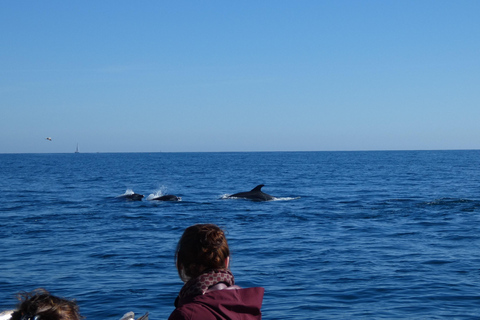 Sesimbra: Tour in barca per l&#039;osservazione dei delfini di Arrábida con biologoSesimbra: Tour in barca con biologo per l&#039;osservazione dei delfini di Arrábida