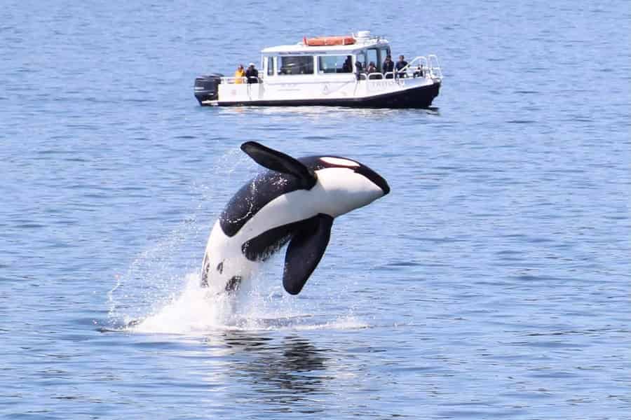 Lopez Island: Wal- und Orca-Bootstour. Foto: GetYourGuide Lopez Island: Wal- und Orca-Bootstour. Foto: GetYourGuide