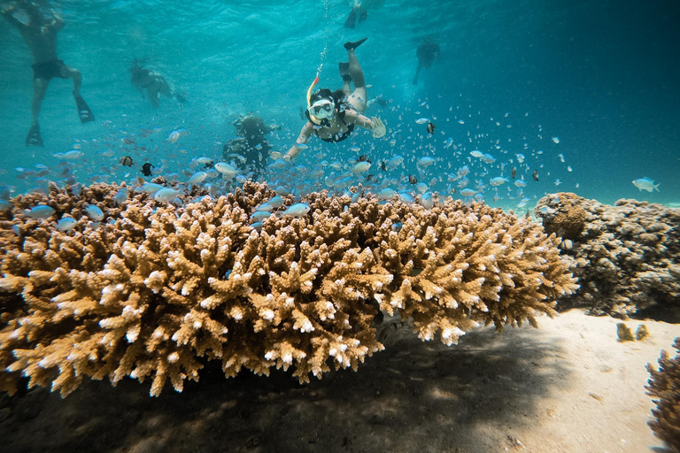 De Gili Air : Snorkeling com tartarugas e estátua subaquáticaViagem de Snorkeling em Grupo - 5 Horas