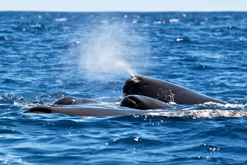 São Miguel: Croisière D'observation Des Baleines Sur La Côte Nord ...