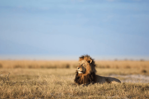 Sunrise Game Drive in Zambezi NP: Big Five Tracking