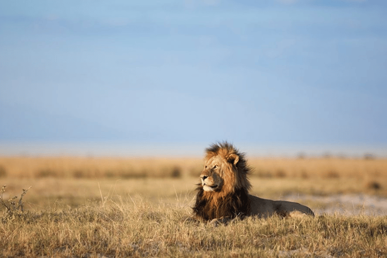 Sunrise Game Drive in Zambezi NP: Big Five Tracking