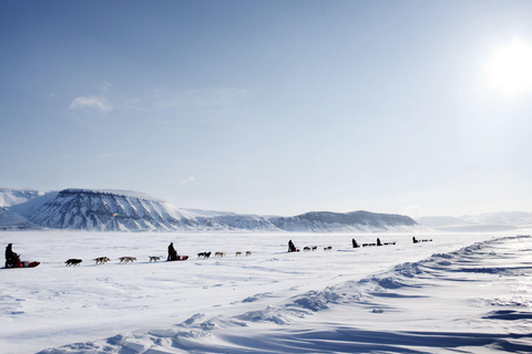 4 uur hondensledetocht op Finnmarksvidda